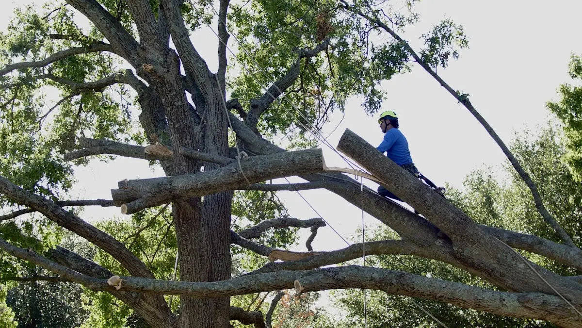 Professional Crown Thinning performed by certified arborists in Evansville