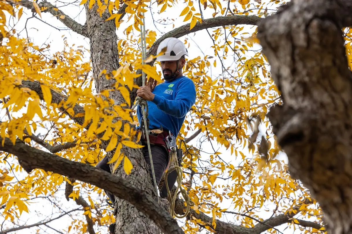Skilled Tree Planting crew working in Evansville