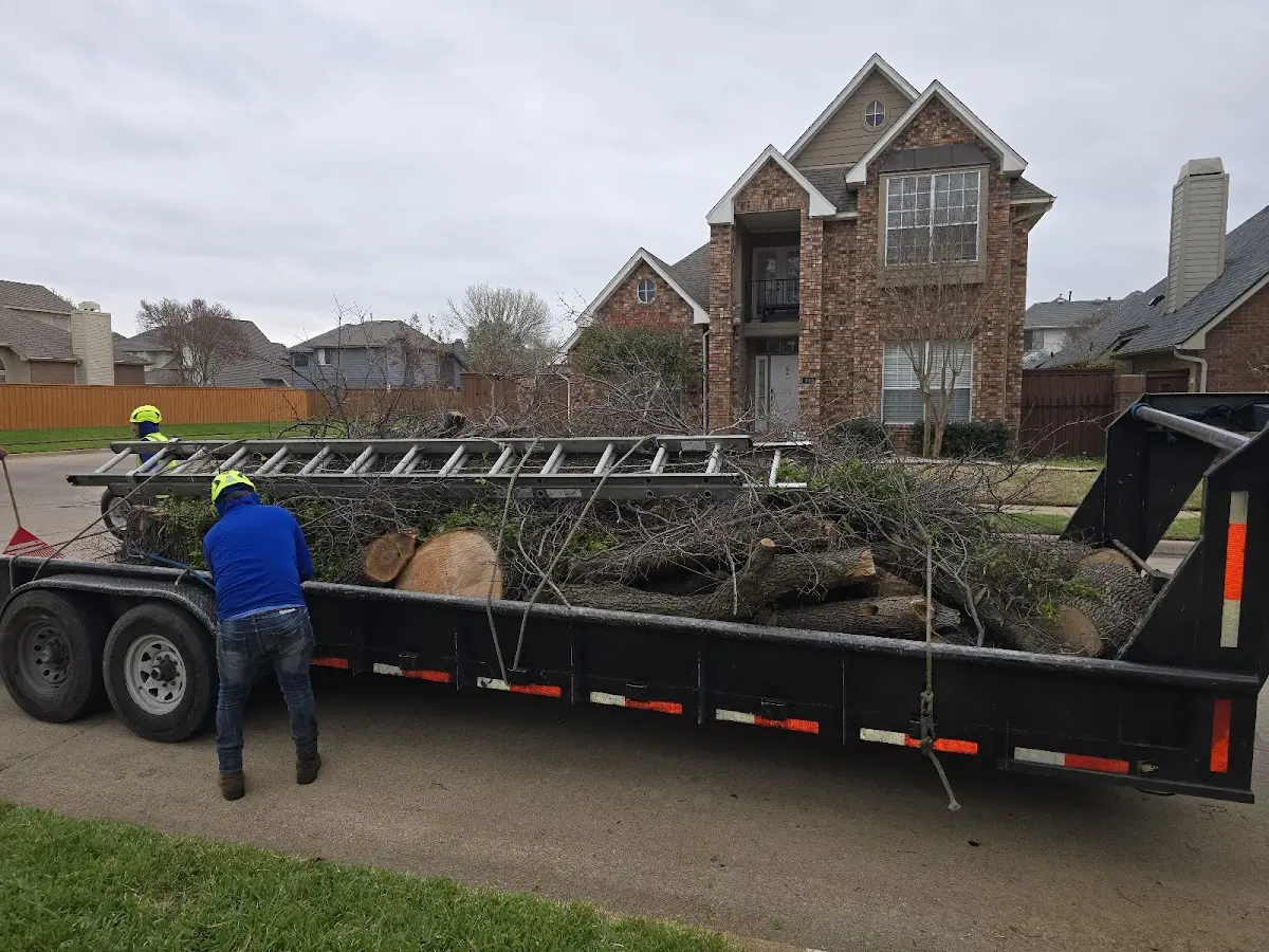 Expert Deadwooding with proper safety equipment in Evansville